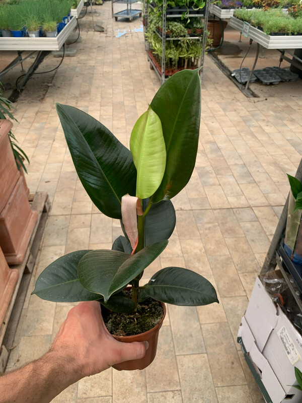 Ficus elastica, Ficus robusta - vaso Ø12 cm