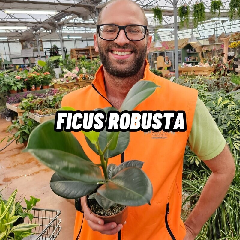 Ficus elastica, Ficus robusta - vaso Ø12 cm Ficus elastica, Ficus robusta - vaso Ø12 cm