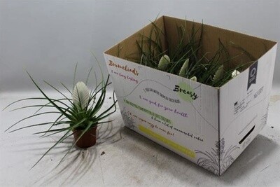 Tillandsia Cyanea 'Biancini' - vaso Ø9 cm