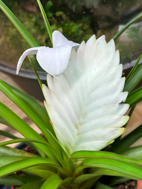 Tillandsia Cyanea 'Biancini' - vaso Ø9 cm Tillandsia Cyanea 'Biancini' - vaso Ø9 cm