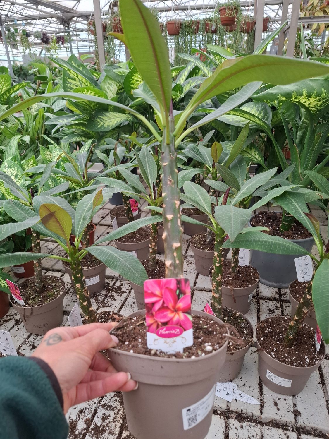 Plumeria rubra 'Hawaiian ruby', frangipani, frangipane, Pomelia - vaso Ø14 cm Plumeria rubra 'Hawaiian ruby', frangipani, frangipane, Pomelia - vaso Ø14 cm