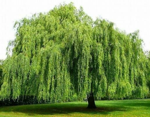 Salice Piangente, Salix Babylonica - vaso Ø18 cm, Salice Piangente, Salix Babylonica - vaso Ø18 cm,