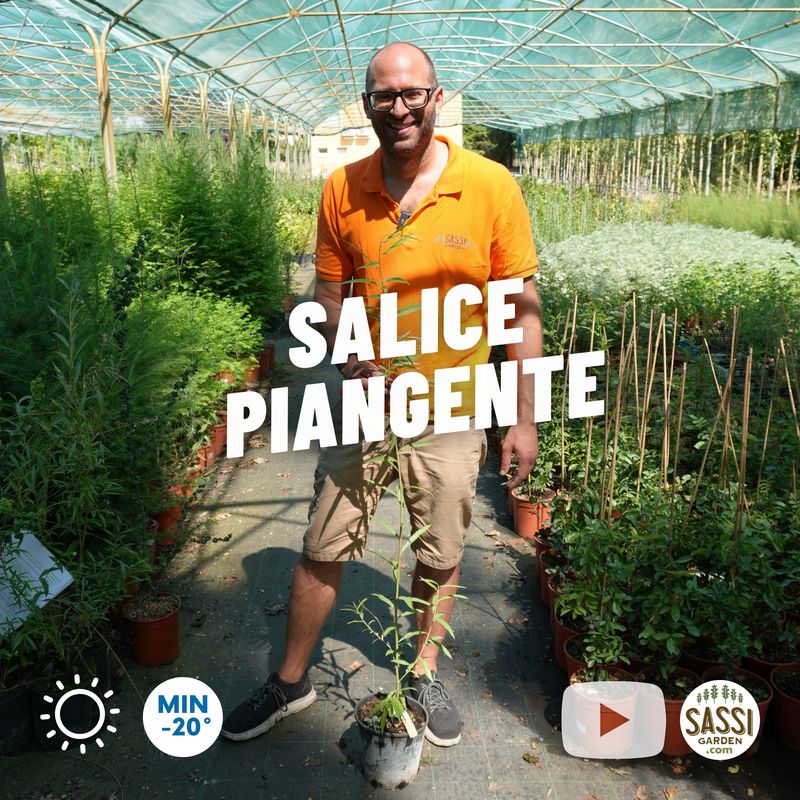 Salice Piangente, Salix Babylonica - vaso Ø18 cm Salice Piangente, Salix Babylonica - vaso Ø18 cm