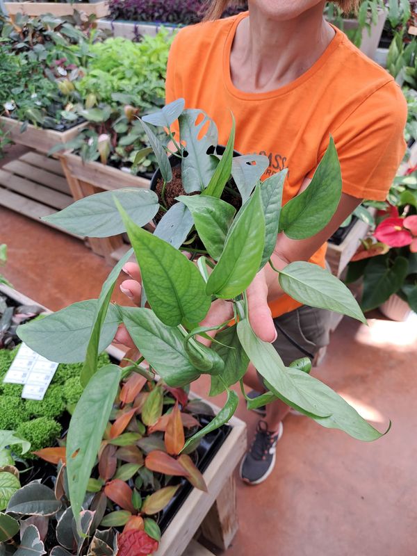 Epipremnum Pinnatum 'Cebu Blue', Potus, Potos, Pothos, Photus - vaso Ø12 cm