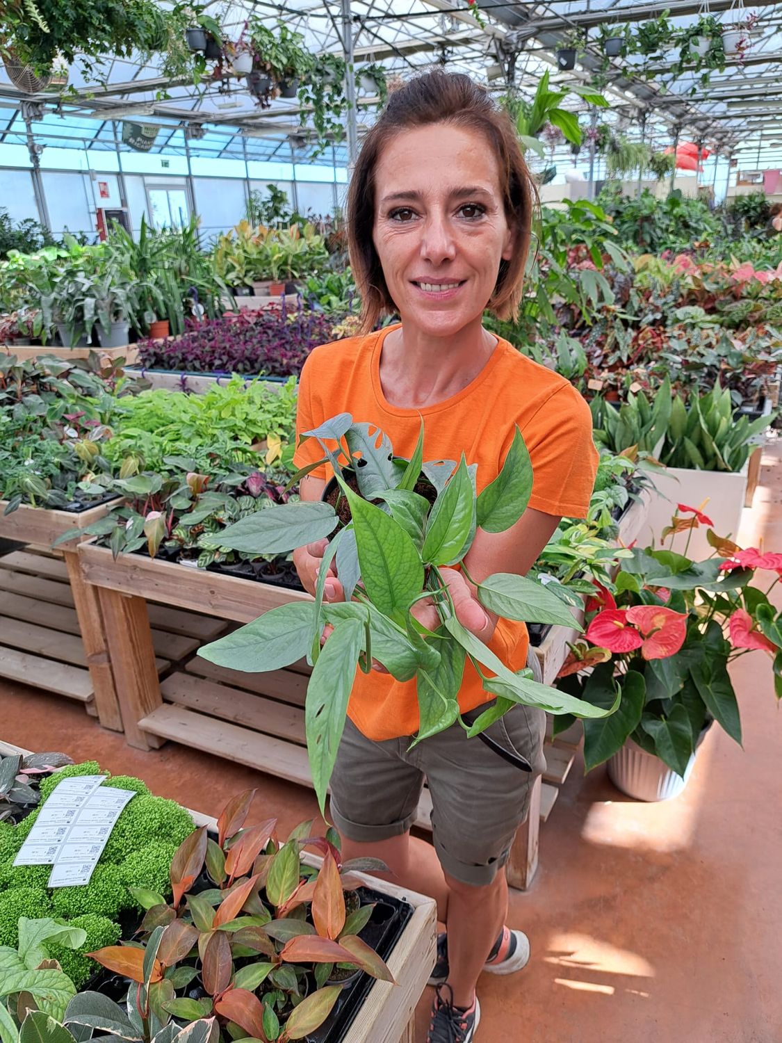 Epipremnum Pinnatum 'Cebu Blue', Potus, Potos, Pothos, Photus - vaso Ø12 cm