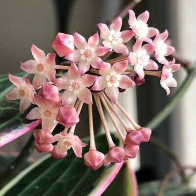 Hoya macrophylla albomarginata - vaso Ø12 cm