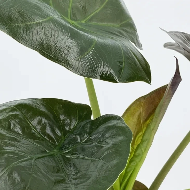 Alocasia Wentii - vaso Ø17 cm, h 70 cm Alocasia Wentii - vaso Ø17 cm, h 70 cm