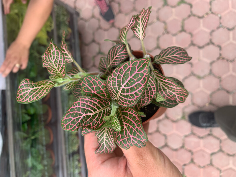 Fittonia 'Red Angel' - vaso Ø8,5 cm