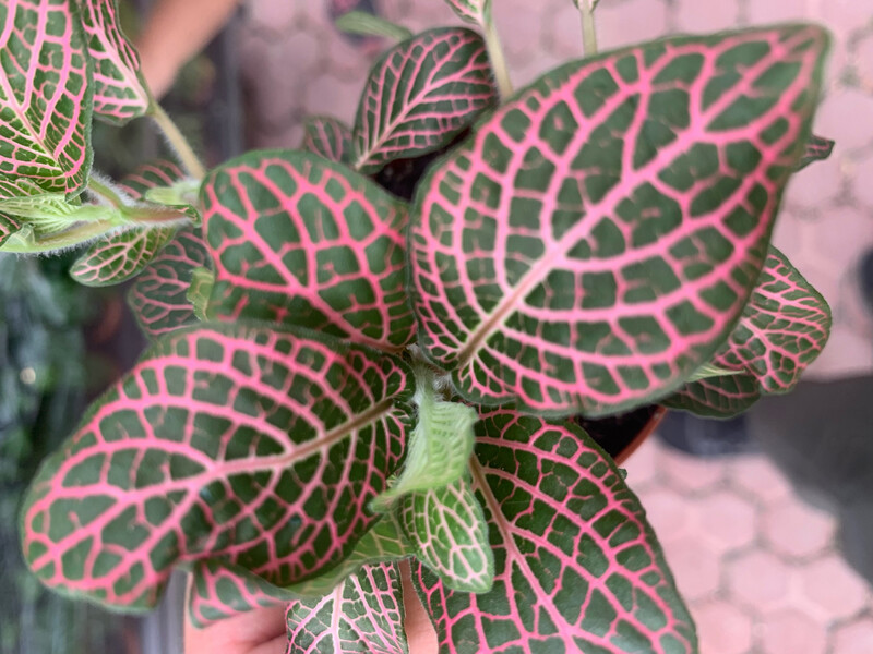 Fittonia 'Red Angel' - vaso Ø8,5 cm Fittonia 'Red Angel' - vaso Ø8,5 cm