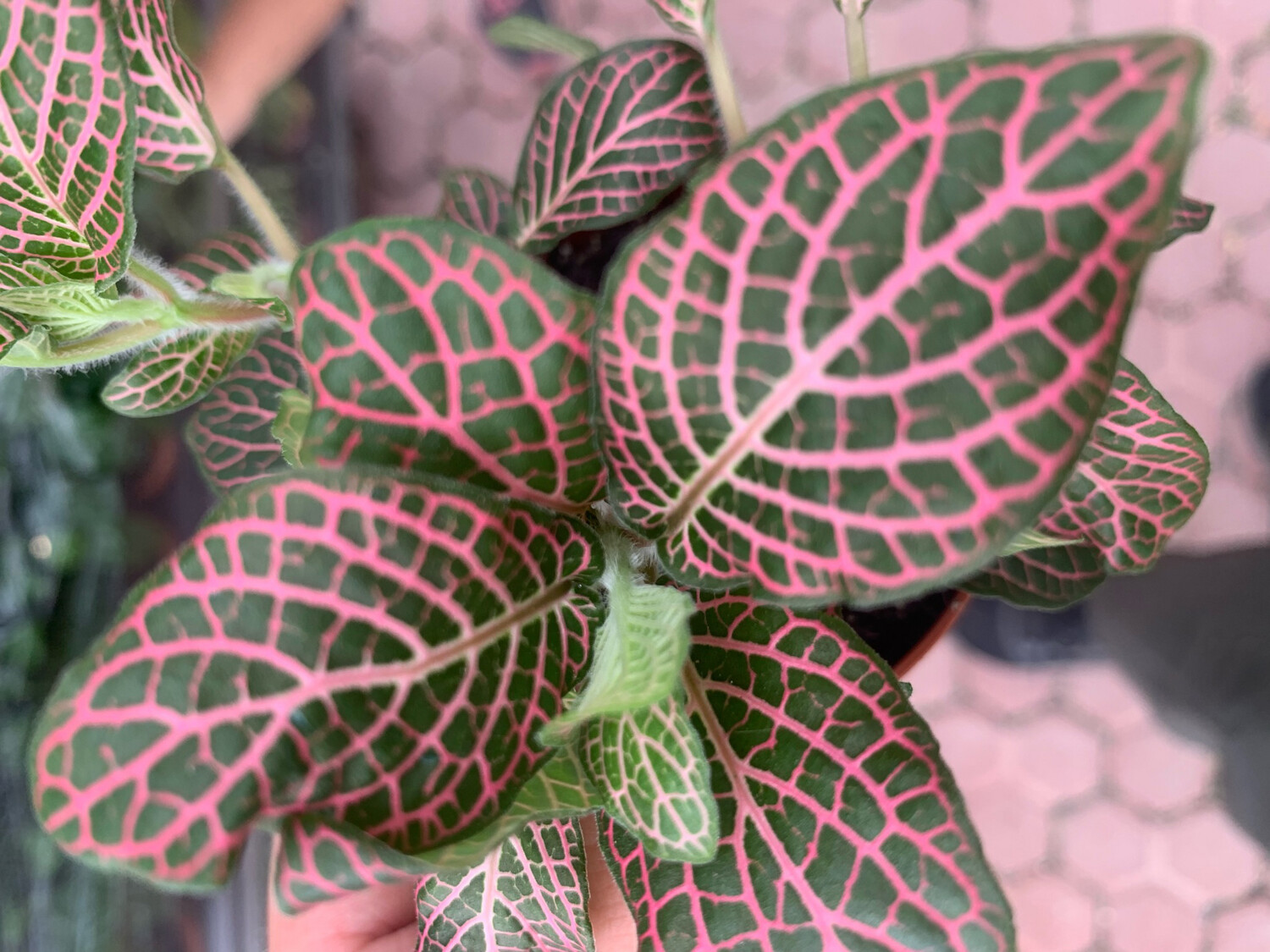 Fittonia 'Red Angel' - vaso Ø8,5 cm Fittonia 'Red Angel' - vaso Ø8,5 cm