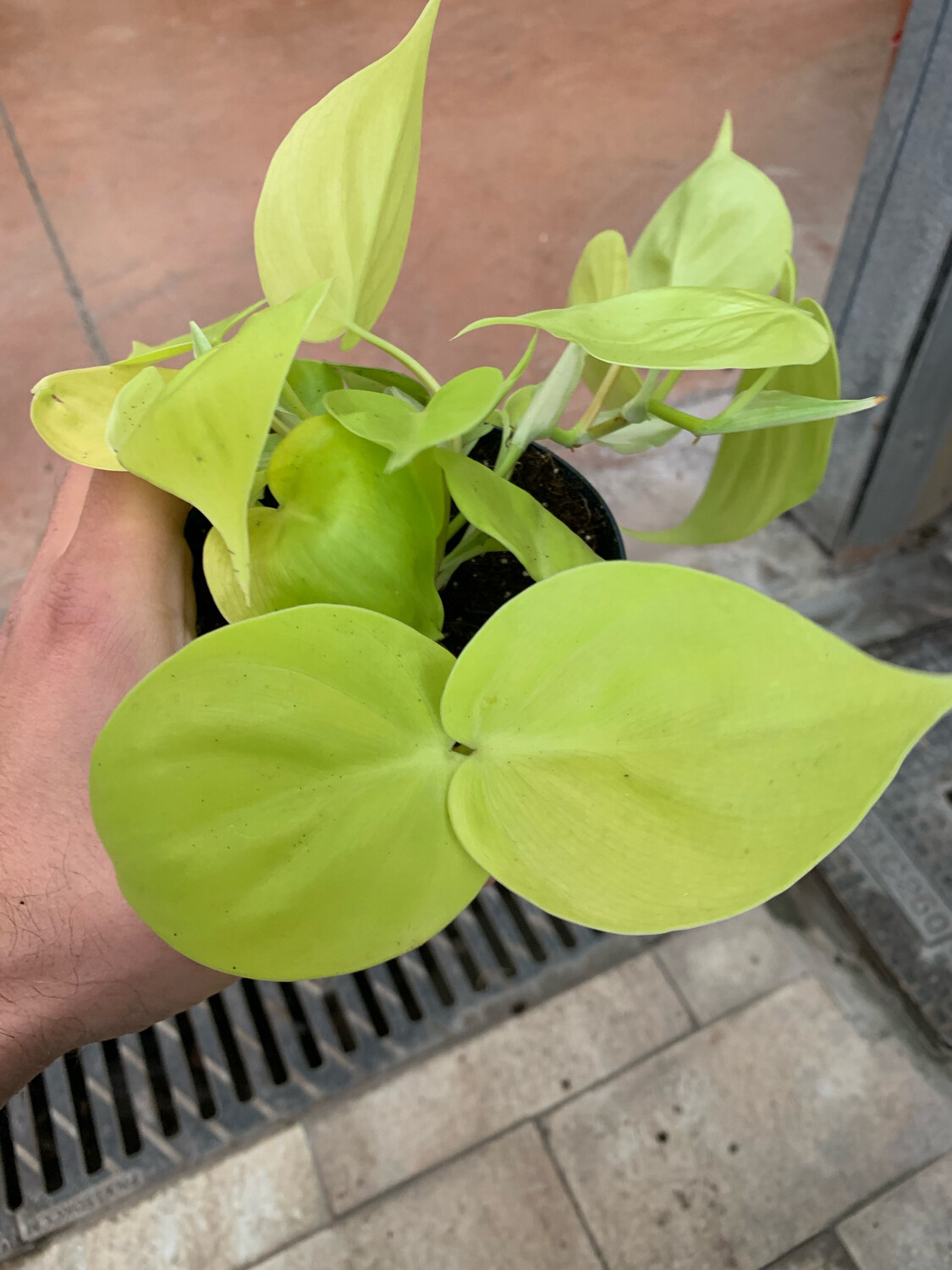 Philodendron Scandens "Micans Lime", Filodendro Limone - vaso 12 cm