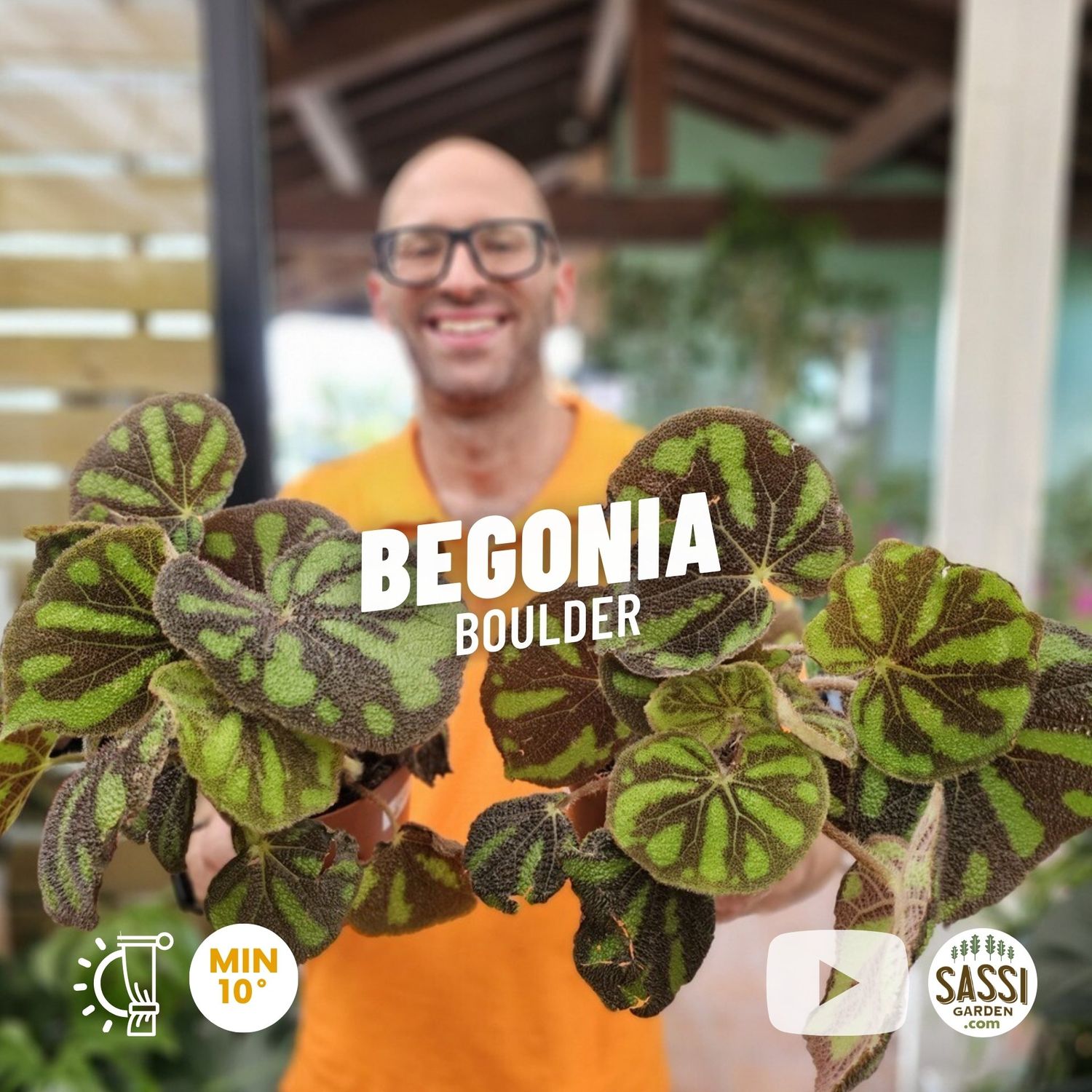 Begonia 'Boulder'  - vaso Ø15 cm, h 20/25 cm fuori vaso