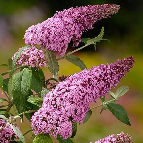 Buddleja davidii 'Pink Delight', Albero delle farfalle - vaso Ø18 cm