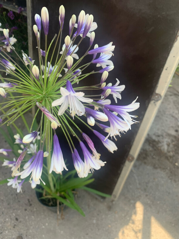 Agapanthus Umbellatus Fireworks, Agapanto Fuochi d'Artificio - vaso Ø18 cm