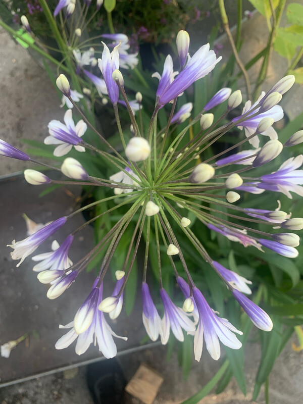 Agapanthus Umbellatus Fireworks, Agapanto Fuochi d'Artificio - vaso Ø18 cm