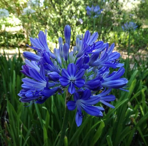 Agapanthus Sapphire Blue, Agapanto Blu Zaffiro - vaso Ø18 cm Agapanthus Sapphire Blue, Agapanto Blu Zaffiro - vaso Ø18 cm