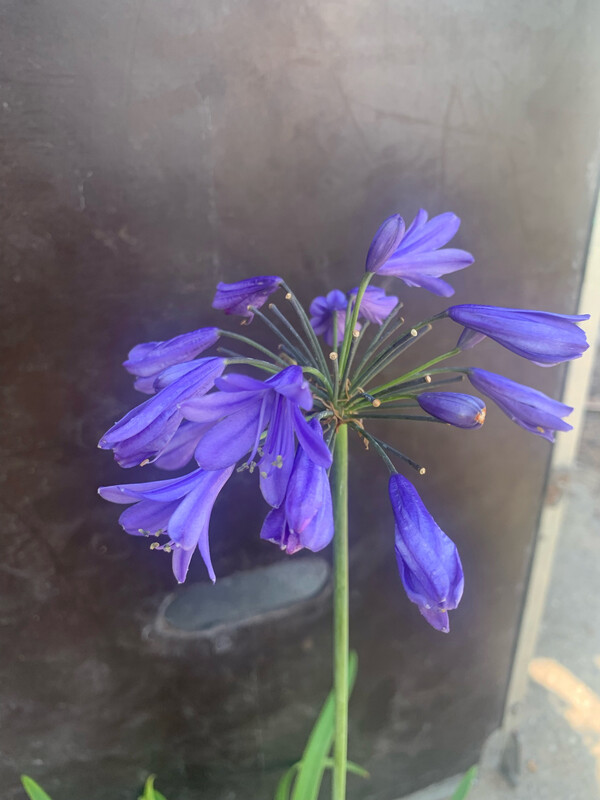 Agapanthus Sapphire Blue, Agapanto Blu Zaffiro - vaso Ø18 cm