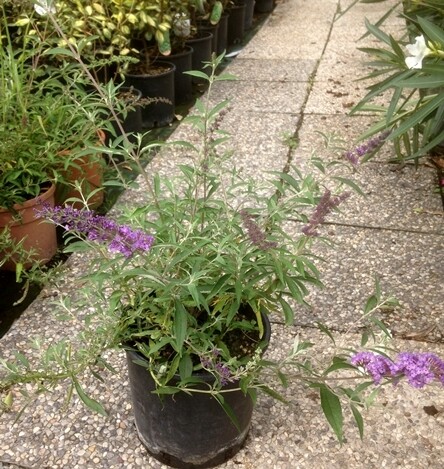Buddleja davidii 'White Profusion', Albero delle farfalle - vaso Ø18 cm