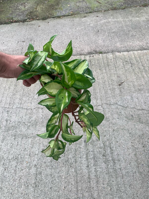 Hoya Carnosa Tricolor, Fiore di Cera - vaso Ø12 cm