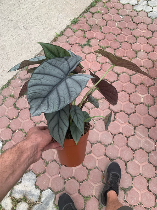 Alocasia Red Grey, Alocasia reginula 'Red Secret' - vaso Ø14 cm