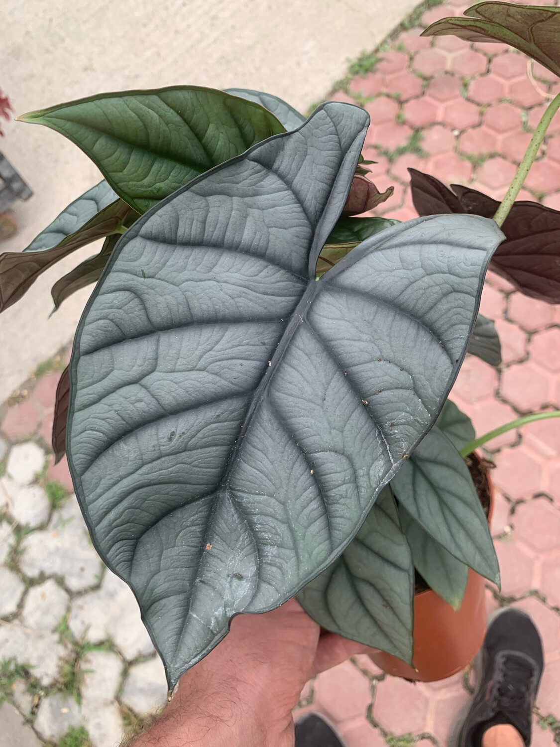 Alocasia Red Grey, Alocasia reginula 'Red Secret' - vaso Ø14 cm Alocasia Red Grey, Alocasia reginula 'Red Secret' - vaso Ø14 cm
