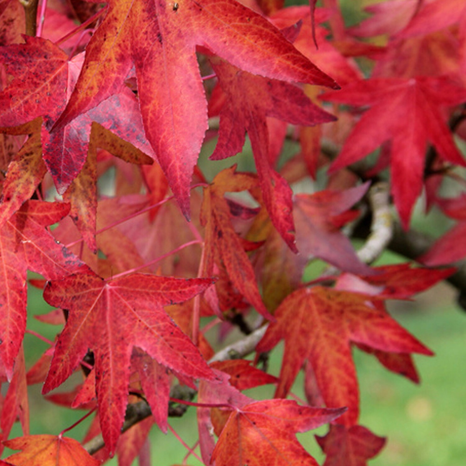 Liquidambar styraciflua, Storace americano - vaso 25x25 cm, h 150 cm