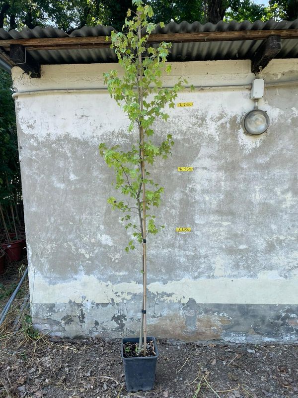 Liquidambar styraciflua, Storace americano - vaso 25x25 cm, h 150 cm