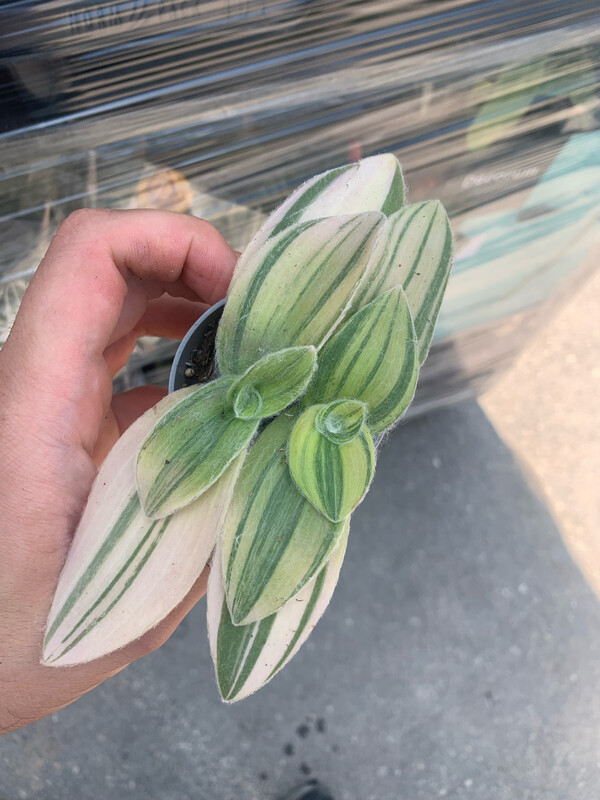 Tradescantia Sillamontana variegata, Pianta di velluto, Tradescanzia - vaso Ø6 cm