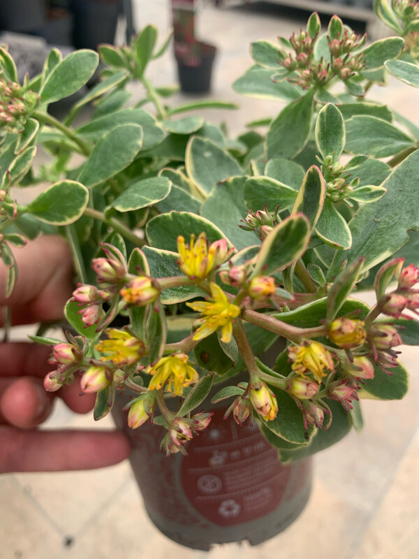 Sedum kamtschaticum variegatum - vaso Ø19 cm