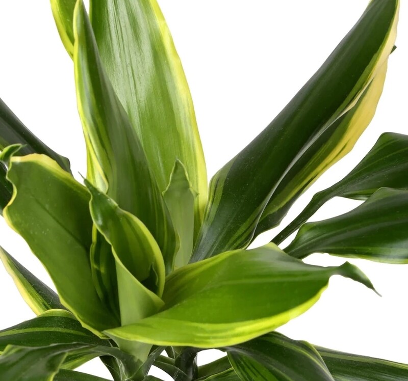 Dracaena fragrans 'Golden Coast' - vaso Ø11 cm