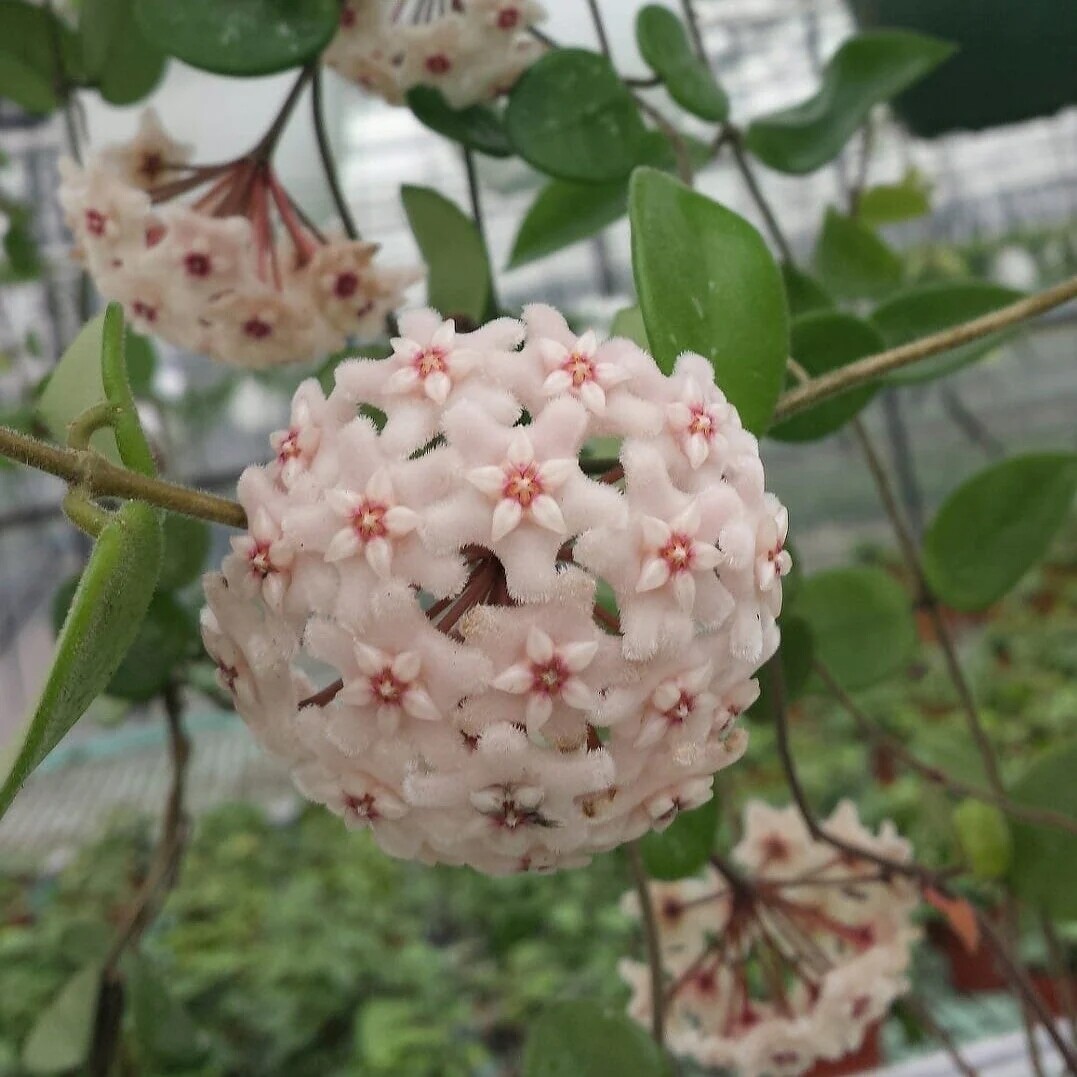 Hoya Chouke, Fiore di Cera (incrocio fra Hoya serpens e Hoya carnosa) - vaso Ø9 cm Hoya Chouke, Fiore di Cera (incrocio fra Hoya serpens e Hoya carnosa) - vaso Ø9 cm