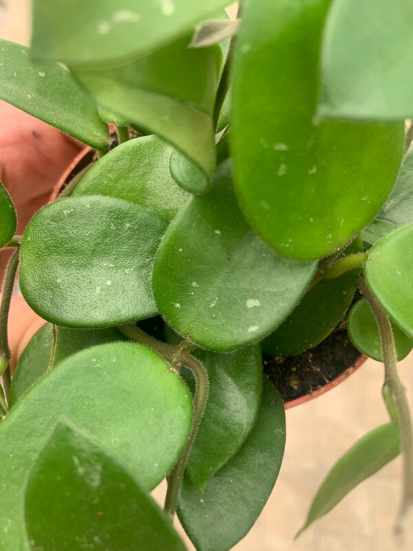 Hoya Chouke, Fiore di Cera (incrocio fra Hoya serpens e Hoya carnosa) - vaso Ø9 cm