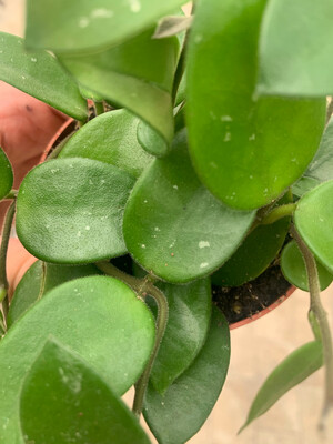 Hoya Chouke, Fiore di Cera (incrocio fra Hoya serpens e Hoya carnosa) - vaso Ø9 cm