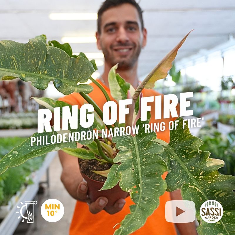 Philodendron Narrow 'Ring of Fire', Filodendro - vaso Ø12 cm Philodendron Narrow 'Ring of Fire', Filodendro - vaso Ø12 cm