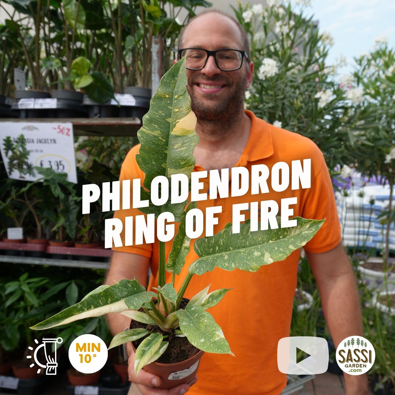 Philodendron Narrow 'Ring of Fire', Filodendro - vaso Ø12 cm