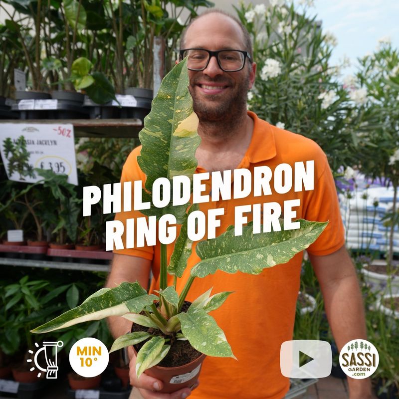Philodendron Narrow 'Ring of Fire', Filodendro - vaso Ø12 cm Philodendron Narrow 'Ring of Fire', Filodendro - vaso Ø12 cm