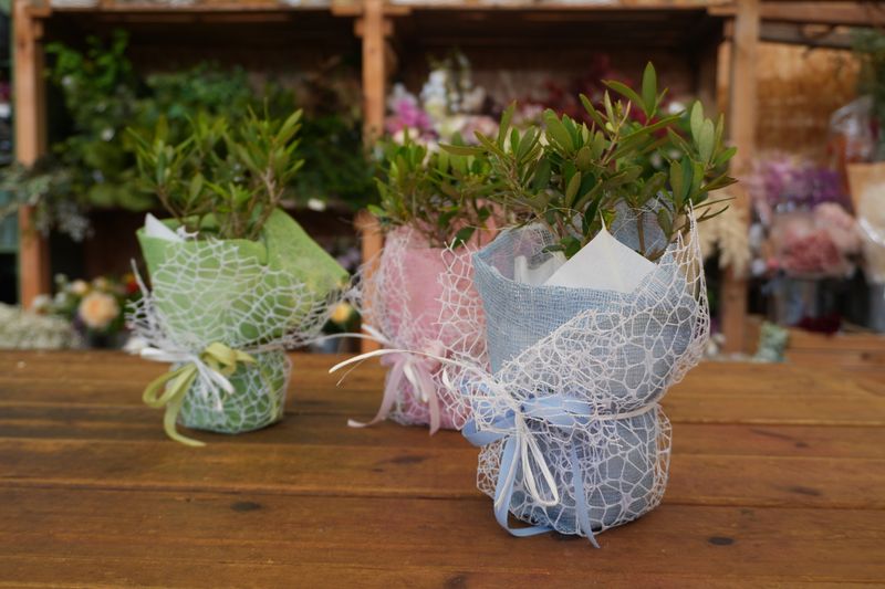 Ulivo, Olivo, Olea europaea, confezione bomboniera (personalizzabile)