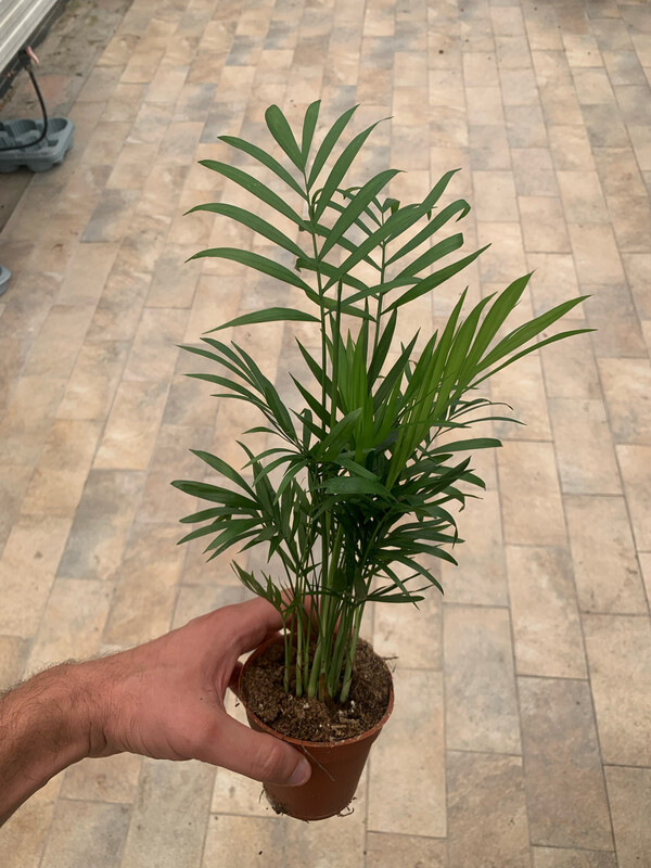 Chamaedorea elegans, Palma da salotto - vaso Ø9 cm h 35 cm