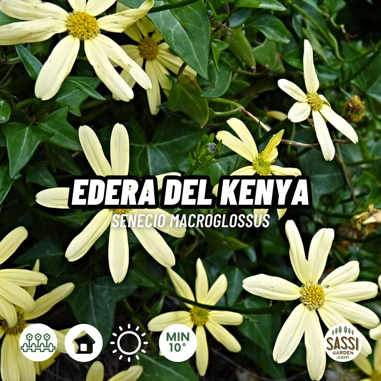 Senecio macroglossus - Edera del Kenya (foglia verde) - vaso Ø12 cm