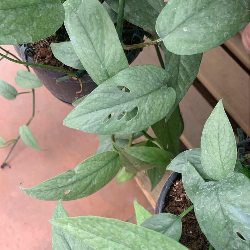 Epipremnum Pinnatum 'Cebu Blue', Potus, Potos, Pothos, Photus - basket Ø15 cm