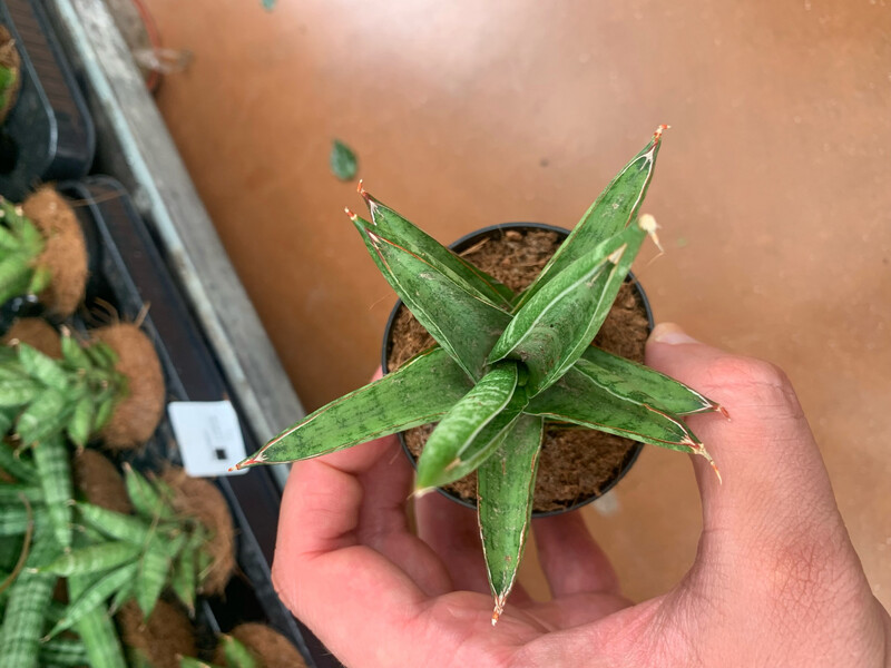 Sansevieria francisii 'Spiky' - vaso Ø6 cm