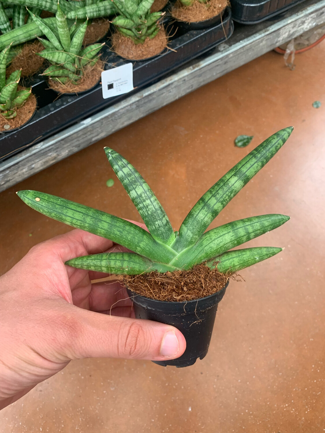 Sansevieria cylindrica 'Boncel', cilindrica - vaso Ø6 cm Sansevieria cylindrica 'Boncel', cilindrica - vaso Ø6 cm
