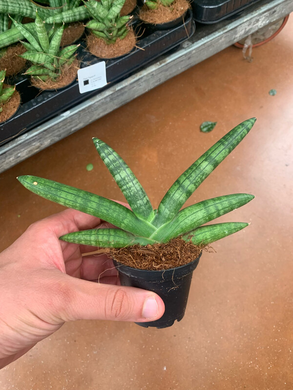 Sansevieria cylindrica 'Boncel', cilindrica - vaso Ø6 cm