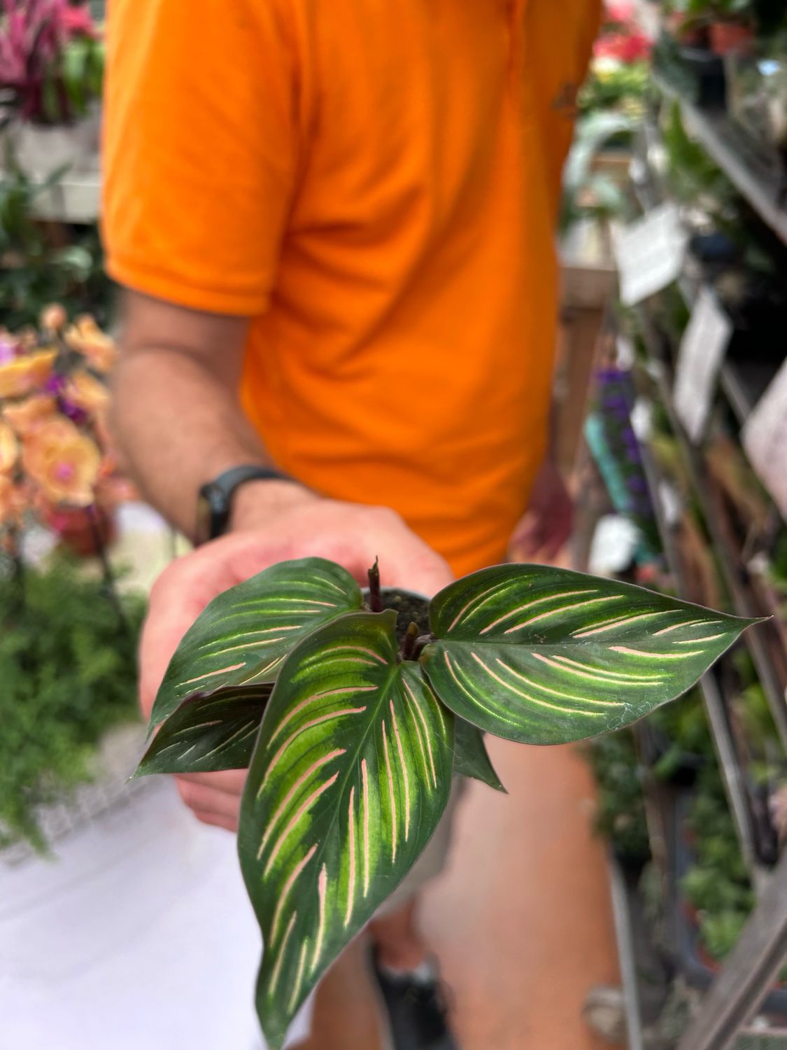 Calathea Mielii - vaso Ø6 cm Calathea Mielii - vaso Ø6 cm