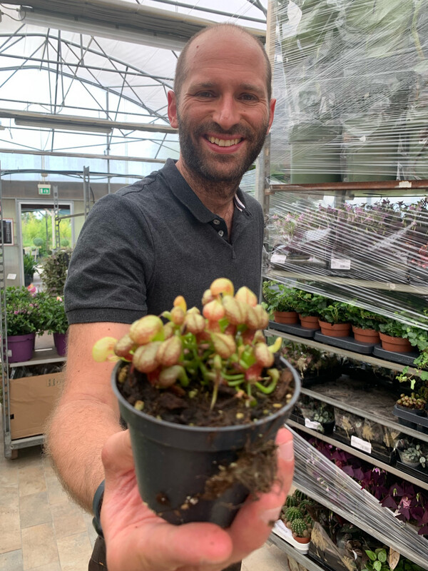 Darlingtonia californica, Pianta Cobra, carnivora - vaso Ø9 cm