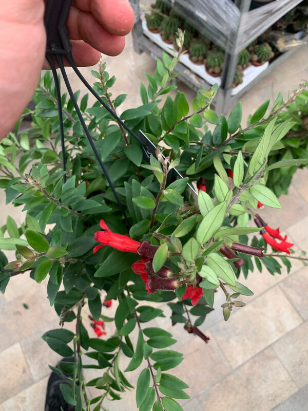 Aeschynanthus Caroline, Eschinanto, Lipstick Plant, Pianta Rossetto - vaso Ø17 cm