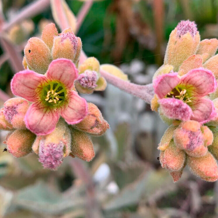 Kalanchoe beharensis, Kalanchoe di behara, Kalanchoe elefante - vaso Ø8 cm Kalanchoe beharensis, Kalanchoe di behara, Kalanchoe elefante - vaso Ø8 cm
