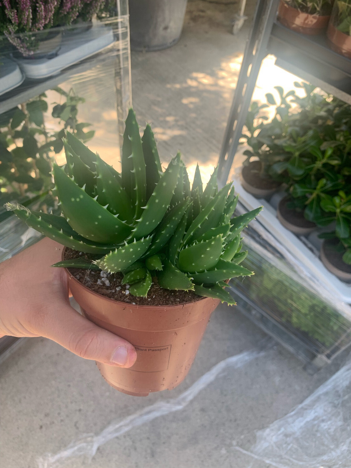 Aloe mitriformis - vaso Ø12 cm