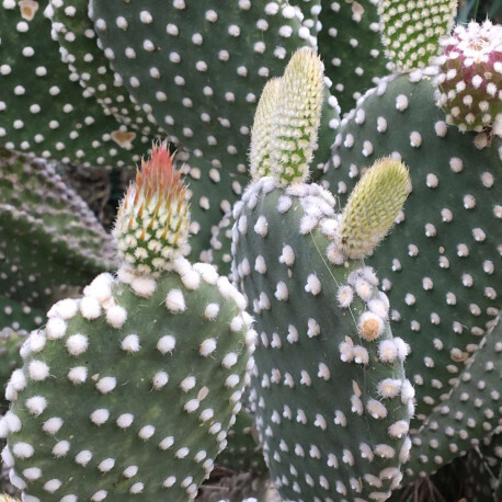 Opuntia Microdasys Albispina, Fico d'India Peloso - vaso Ø5,5 cm Opuntia Microdasys Albispina, Fico d'India Peloso - vaso Ø5,5 cm