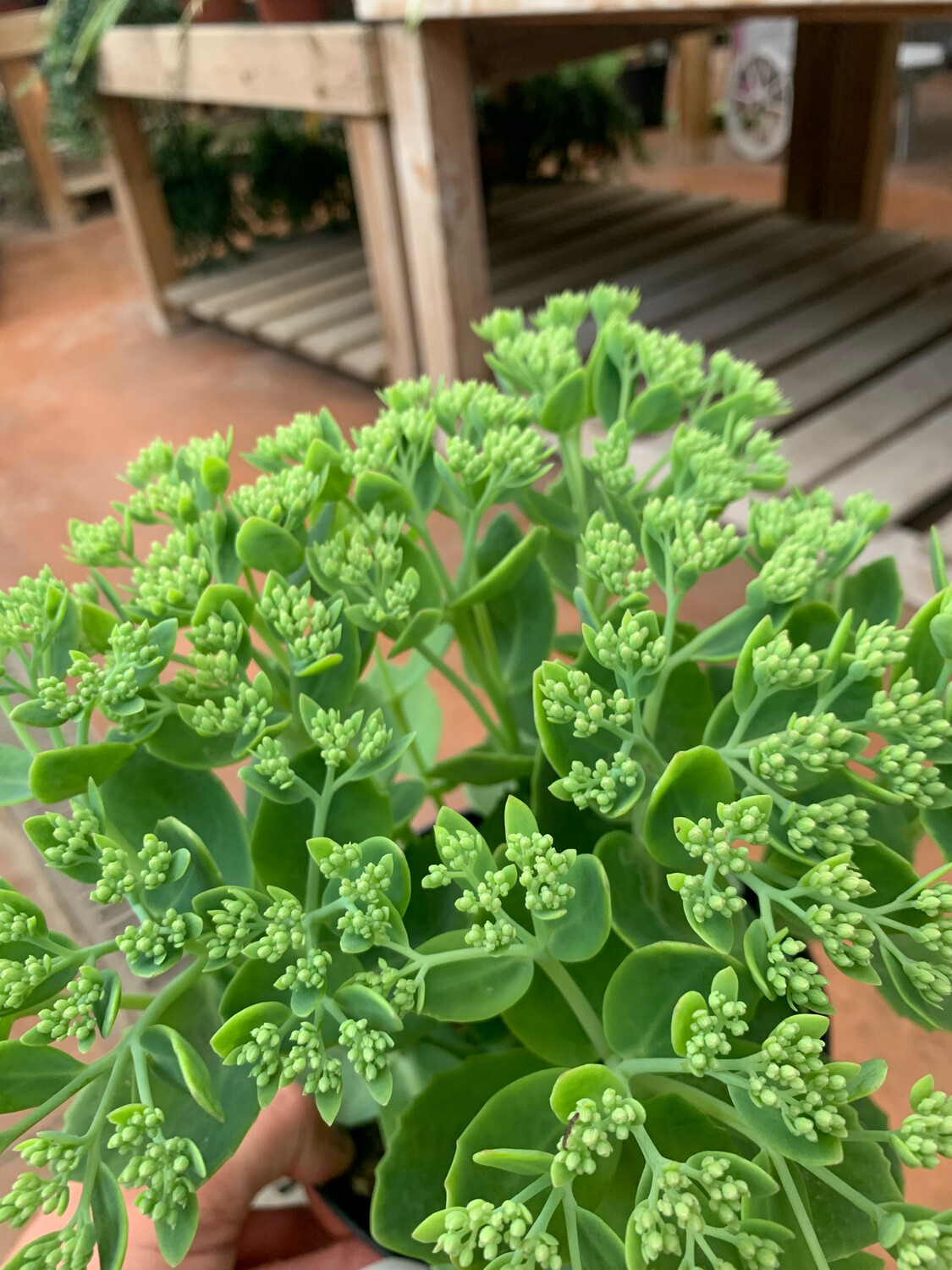 Sedum telephium herbstfreude - vaso Ø17 cm